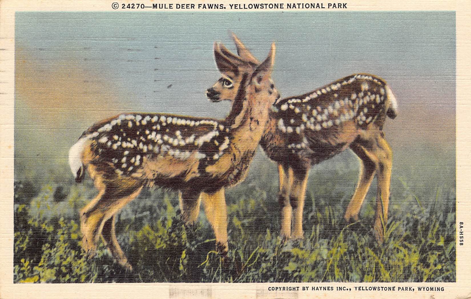Haynes Inc. Linen Postcard, Mule Deer Fawns, Yellowstone, 1946