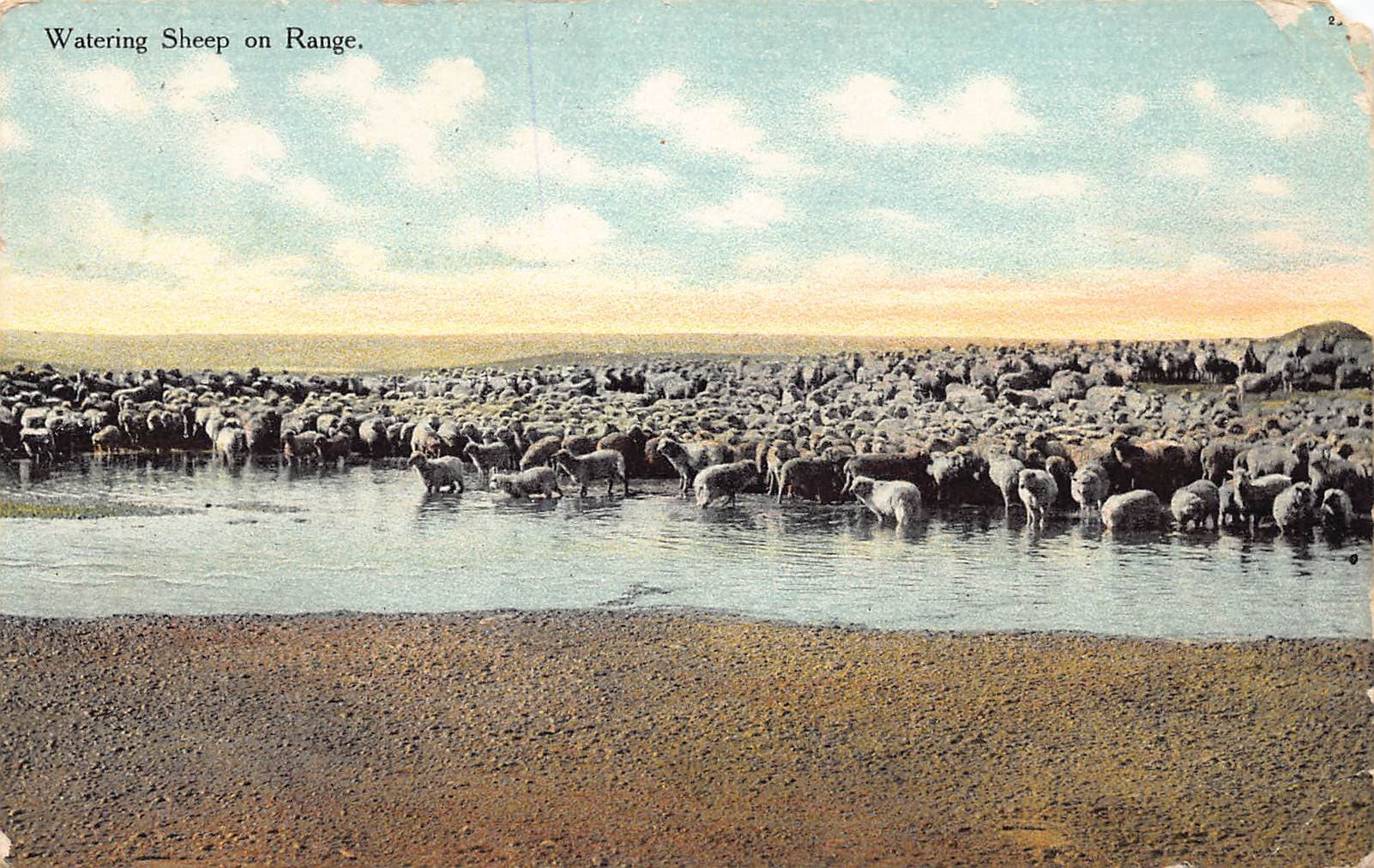 Scheuer Drug Co., Divided Back, Sheep on Range, Yellowstone, 1910