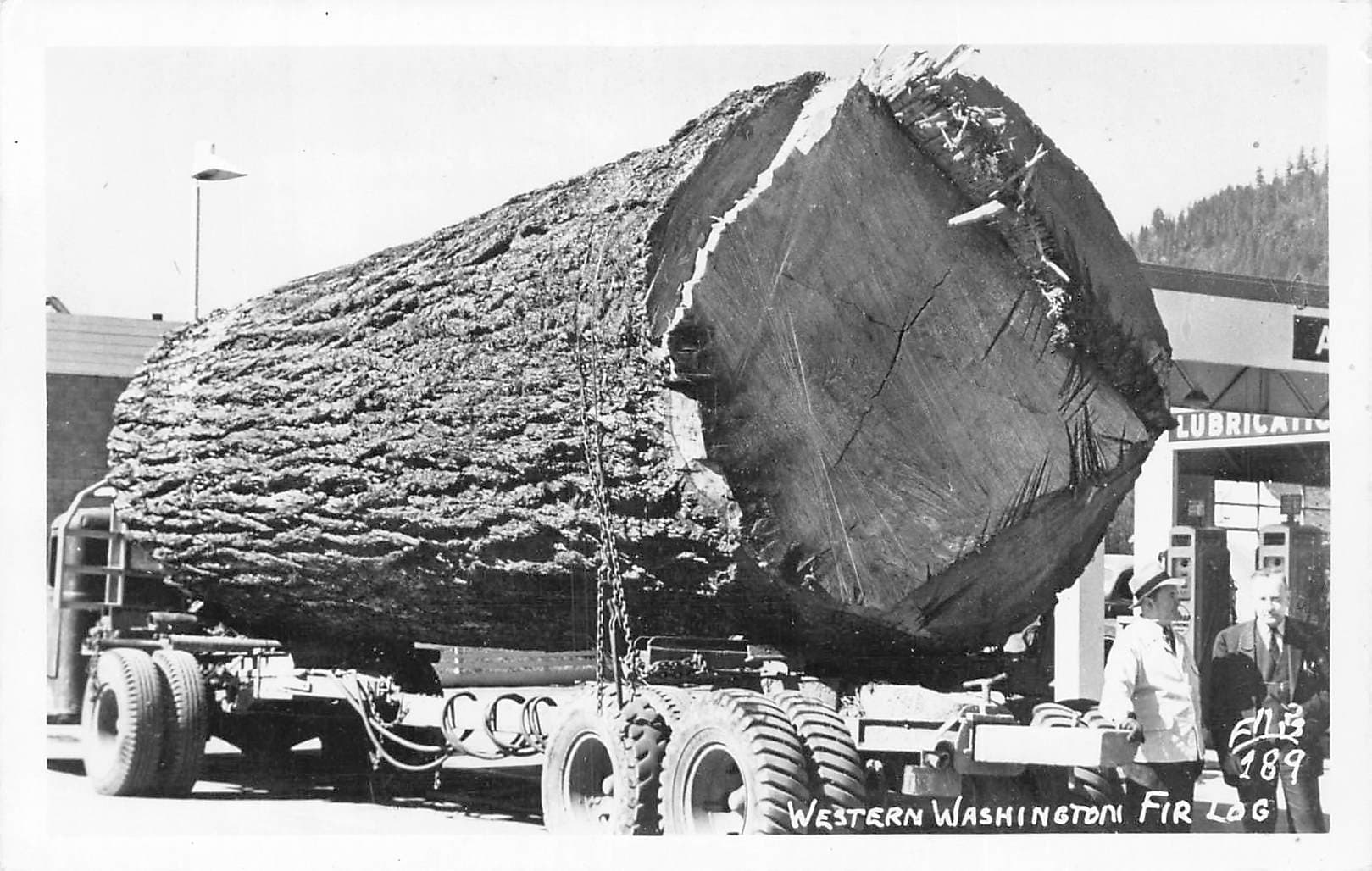 Western Washington Fir Log, RPPC, Washington, 1940s