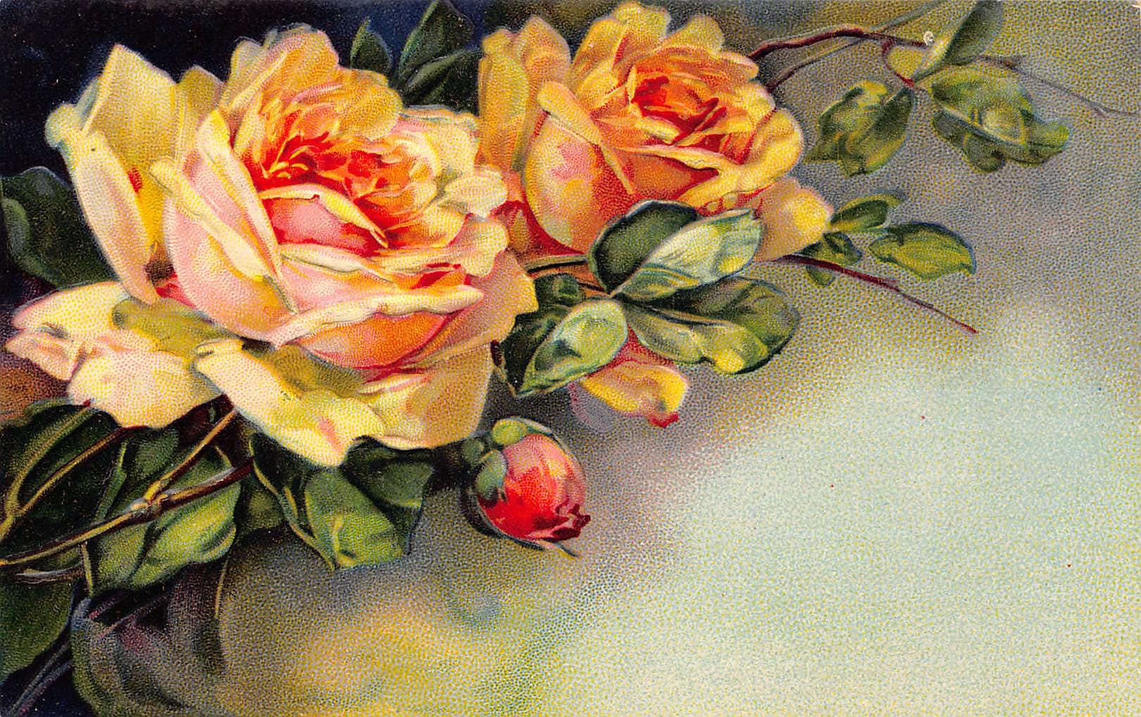 German Publisher, Embossed Divided Back, Roses, 1909 Postmark