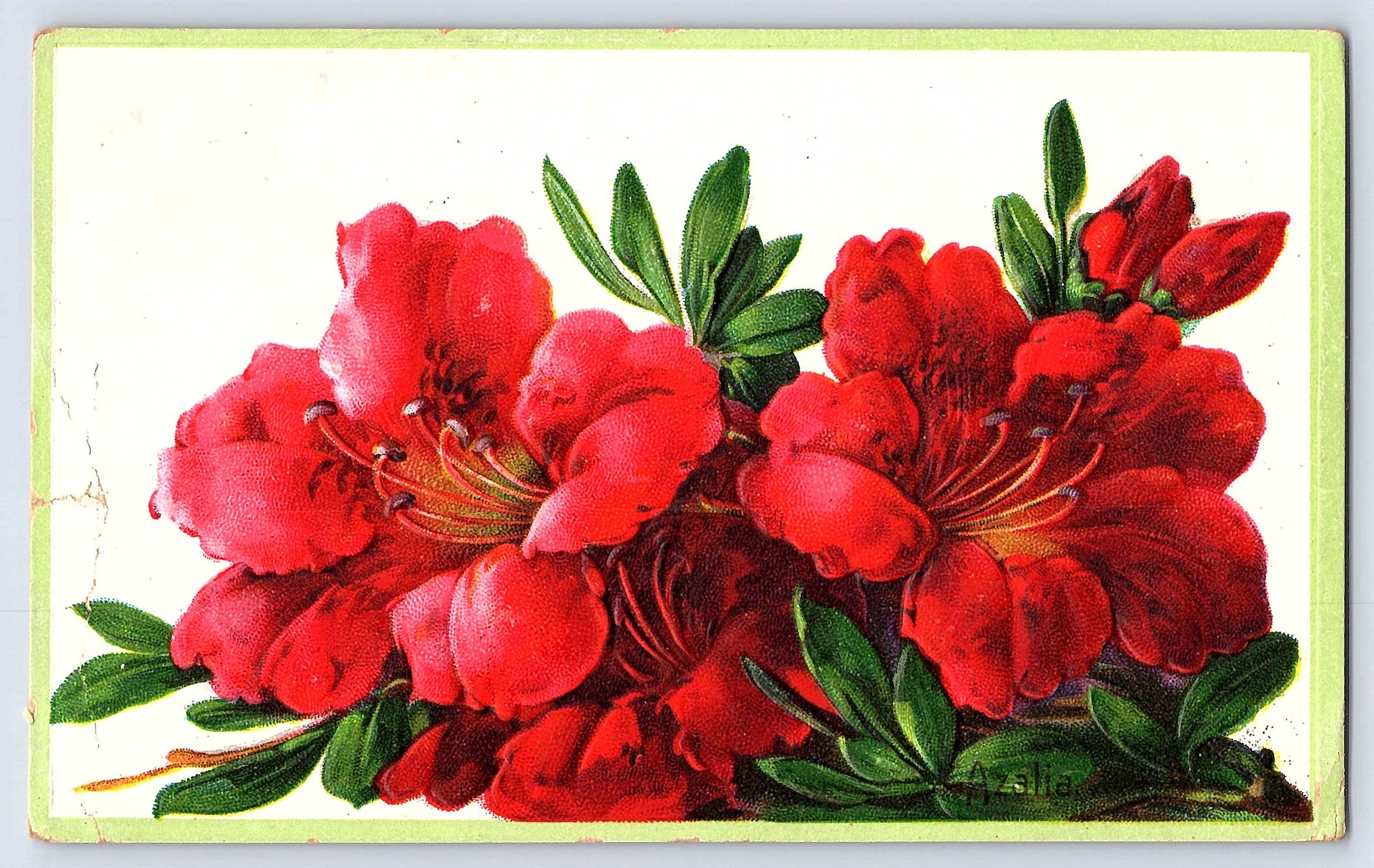 Floral Greeting Series No. 116, Divided Back, Azalea, 1908 Postmark