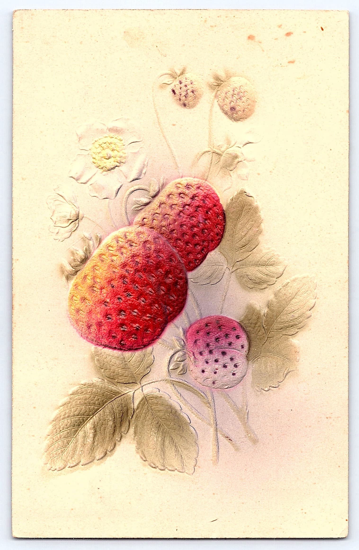 Embossed Strawberry Postcard, Made in Germany, 1913 Postmark