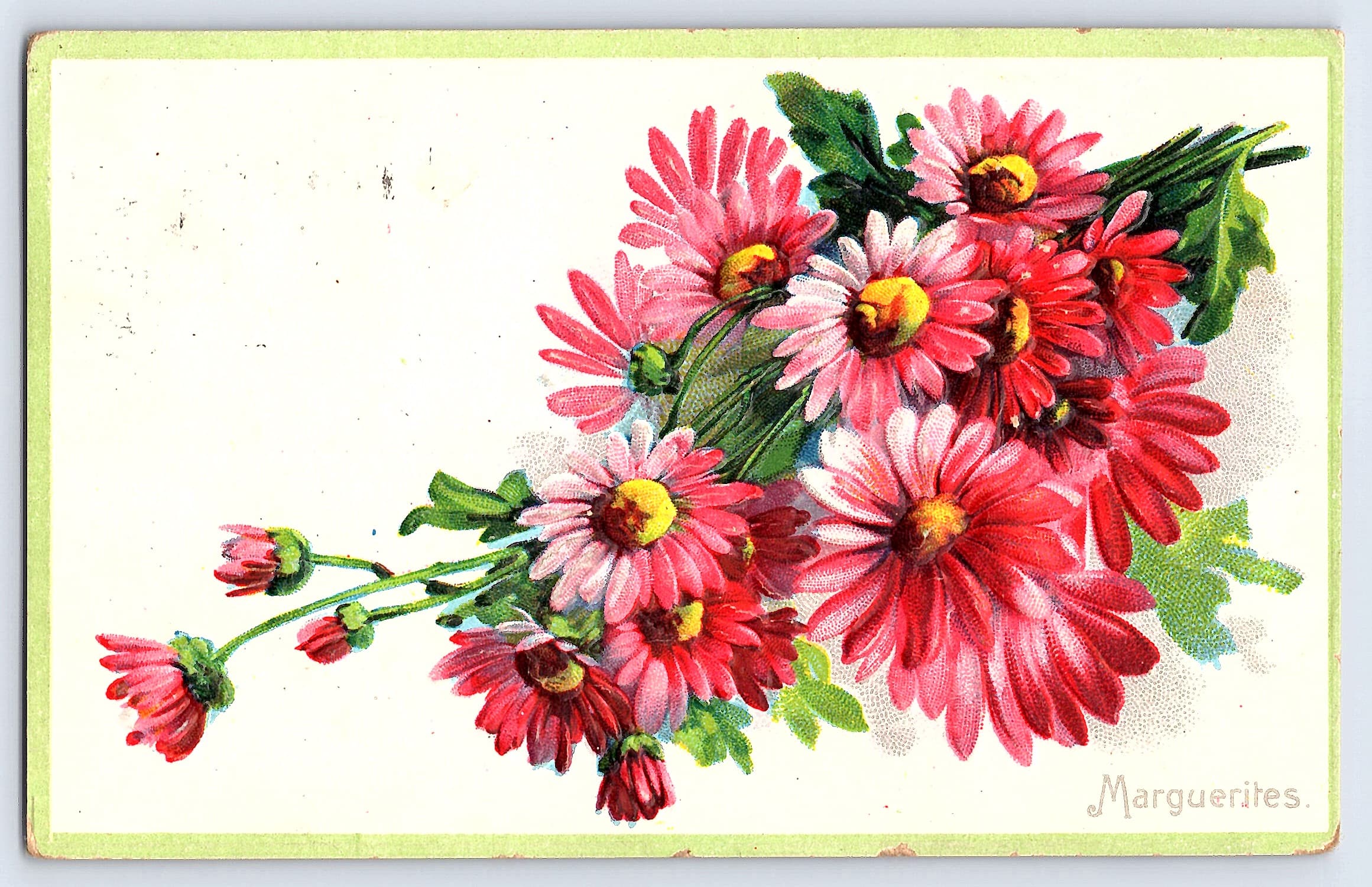 Floral Greeting Series No. 16, RPPC, Marguerites, 1913 Postmark
