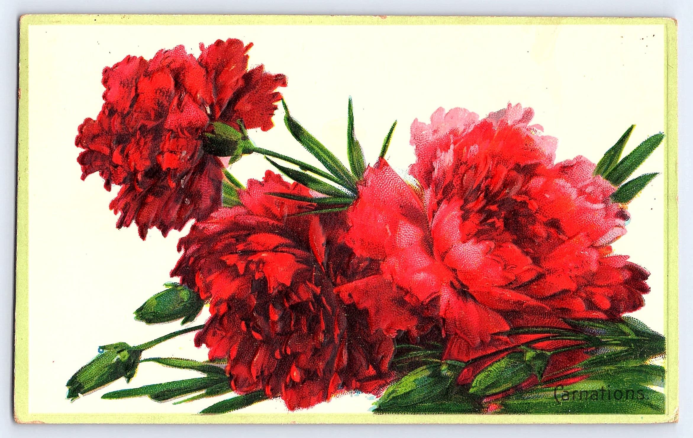 Floral Greeting Series, Divided Back, Carnations, 1910s Postmark - Front