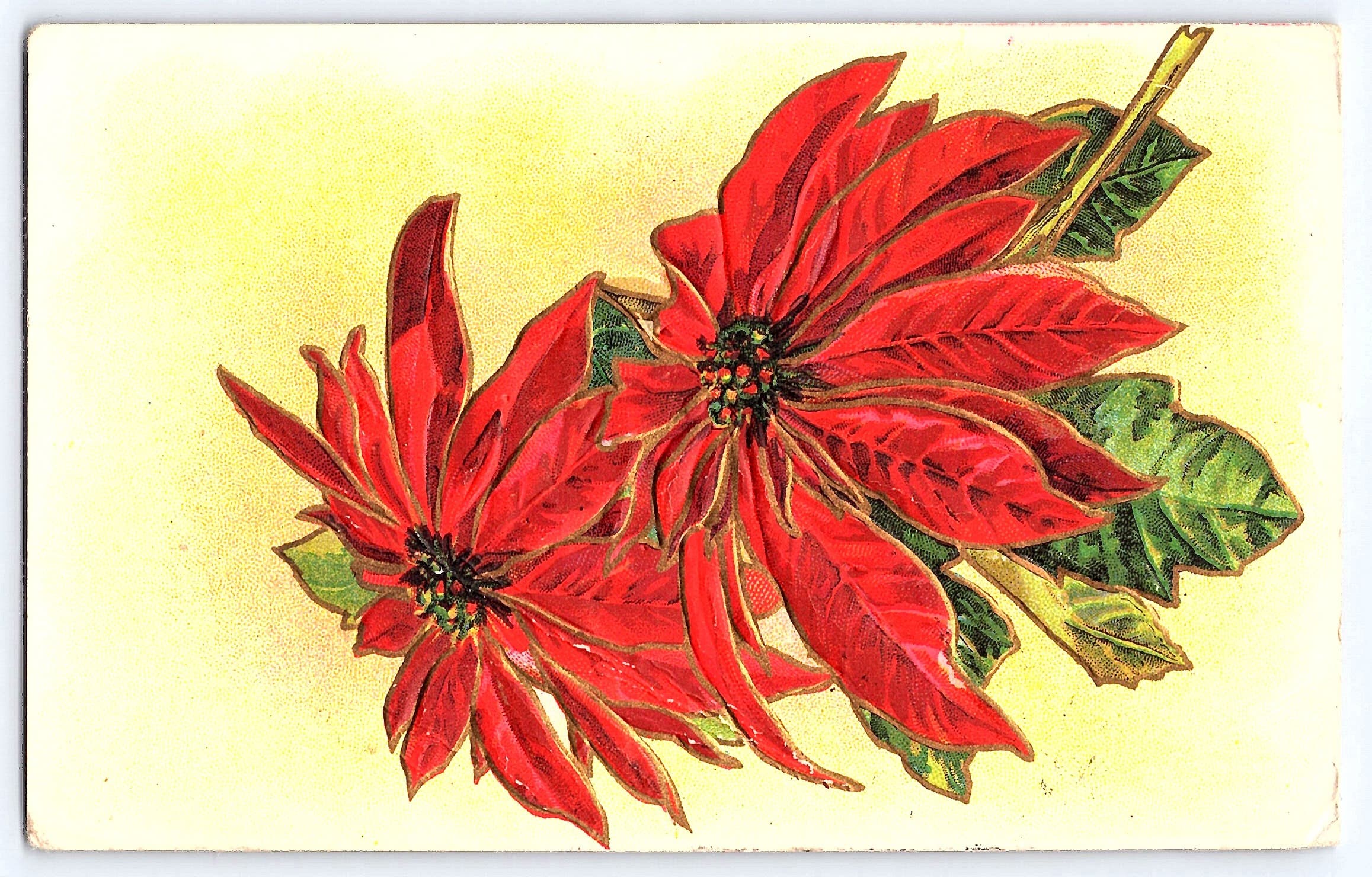 Poinsettia Illustration, Divided Back Postcard, Parkston SD, 1910