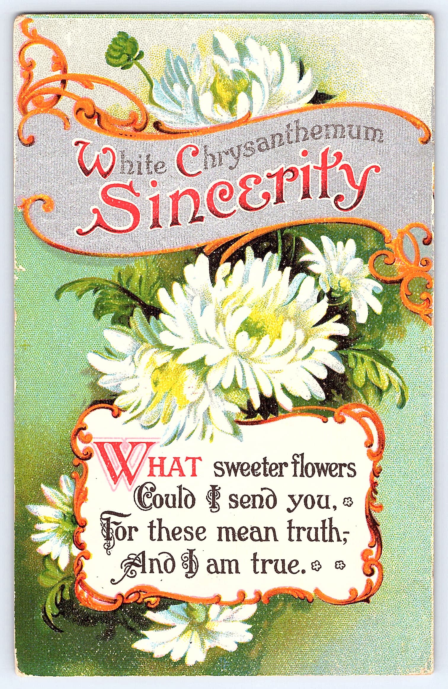 White Chrysanthemum Sincerity Postcard, Divided Back, 1910 Postmark